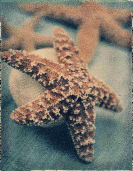 Compatible Still Life Jahrriesnge  for starfish-lpf00178 