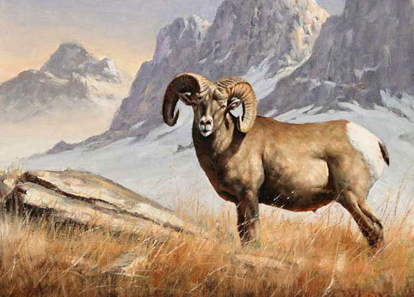 Compatible Animals Jahrriesnge  for bighorn-sheep-lpf02546 