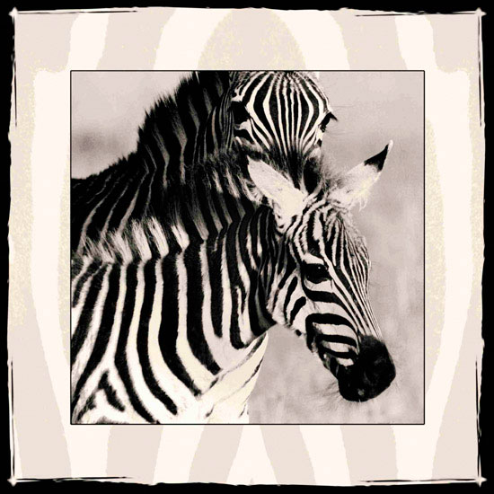 Compatible Animals Jahrriesnge  for zebra lpf10649 